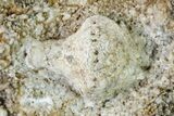 Fossil Crinoid - Burlington Formation, Missouri #147833-2
